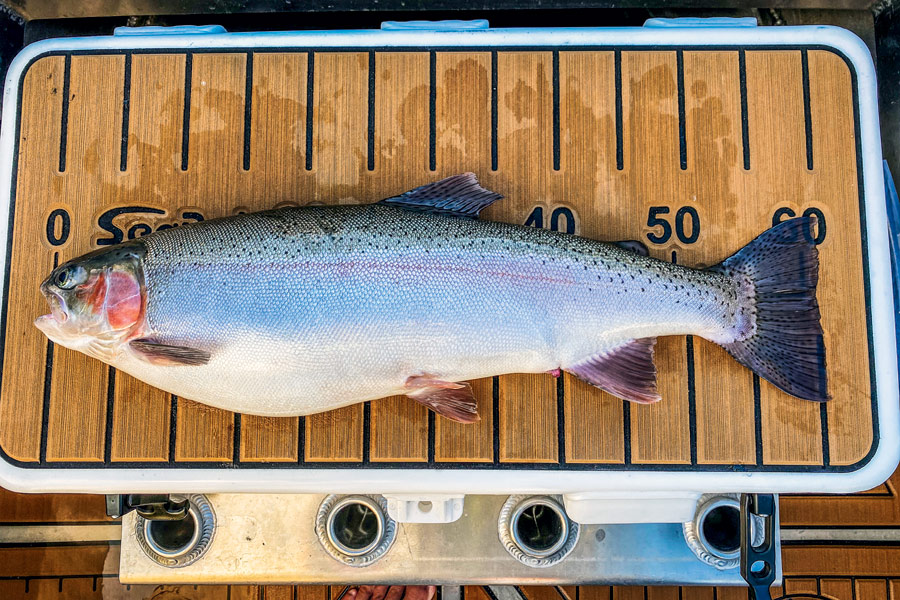 Jigging for Trout The Fishing site